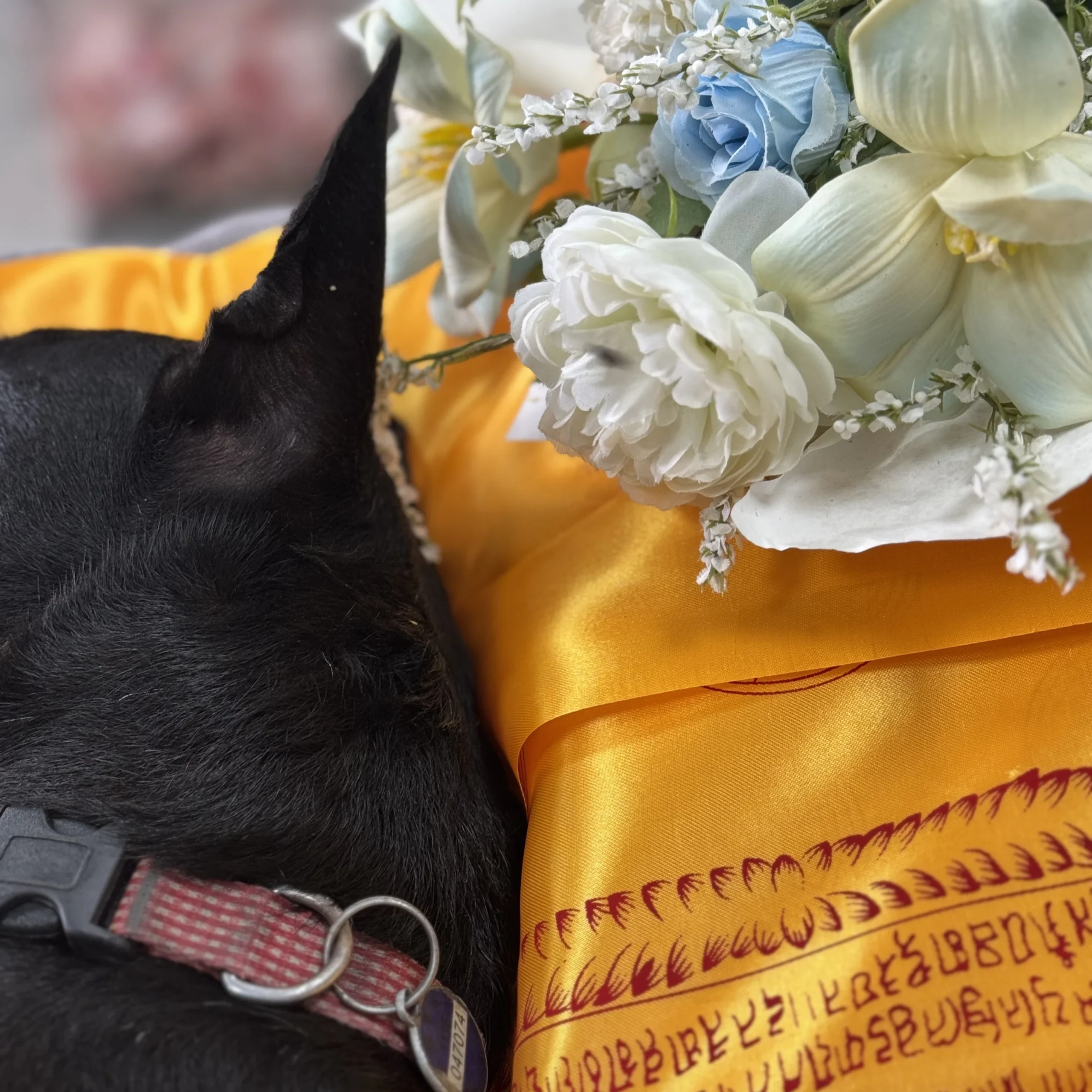 高雄樹德科大校犬－歐Ａ的寵物告別故事