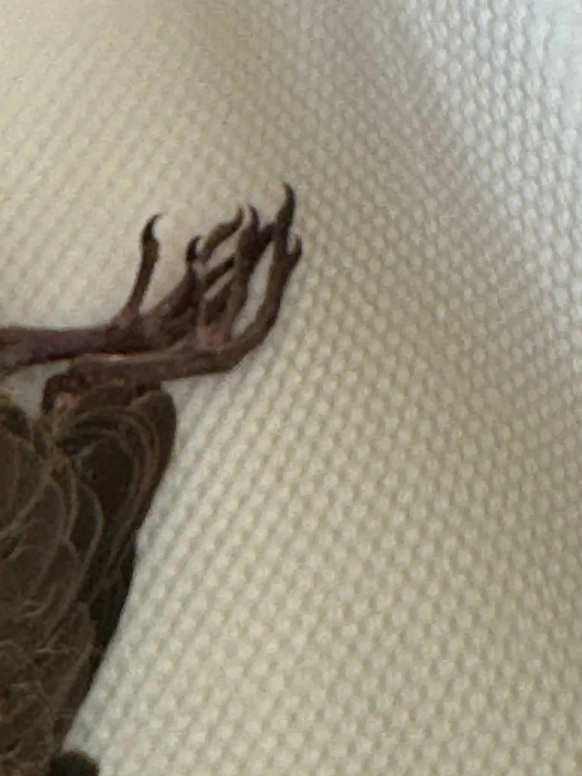 宇果寵物生命故事:鳥寶小熊與大哥